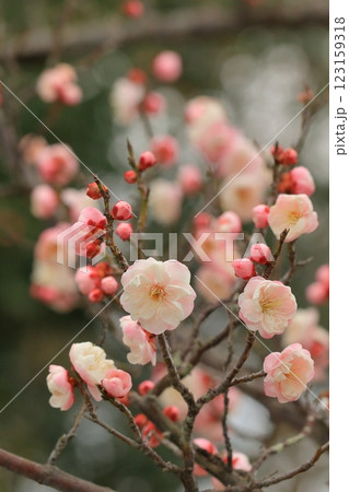 咲き始めた梅の花 咲き始めた梅の花 123159318