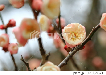 咲き始めた梅の花 咲き始めた梅の花 123159321