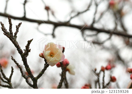 咲き始めた梅の花 咲き始めた梅の花 123159326