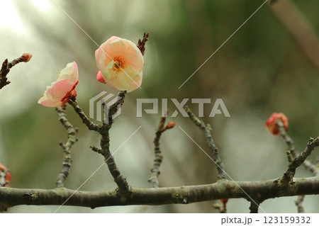 咲き始めた梅の花 123159332