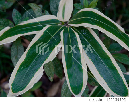 日本特産の笹 イネ科クマザサ 123159505