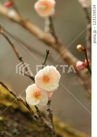 咲き始めた梅の花 123159534