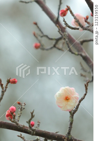 咲き始めた梅の花 咲き始めた梅の花 123159550