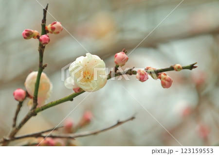 咲き始めた梅の花 咲き始めた梅の花 123159553