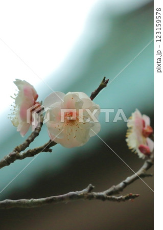 咲き始めた梅の花 123159578