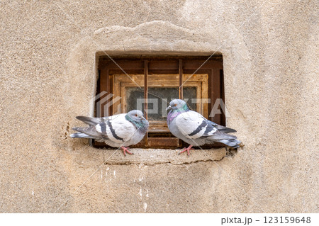 ヨーロッパの小窓と二羽の鳩 123159648