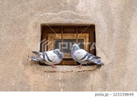 小窓で休憩する二羽の鳩 123159649