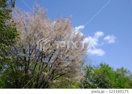 新緑に映える山桜　【相模原市津久井　4月】 123160175