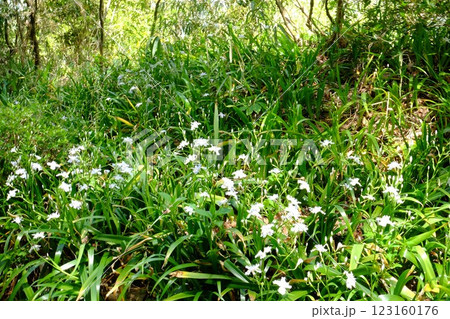 土手に咲くシャガの花　【相模原市津久井　4月】 123160176