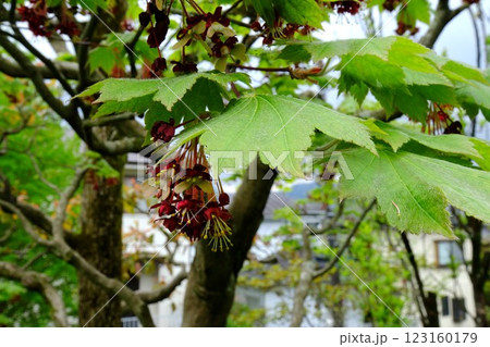 暗紅色のカエデの花咲く 【相模原市津久井 4月】 暗紅色のカエデの花咲く 【相模原市津久井 4月】 123160179