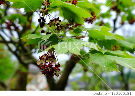 ウチワカエデの花咲く 【相模原市津久井 4月】 ウチワカエデの花咲く 【相模原市津久井 4月】 123160181