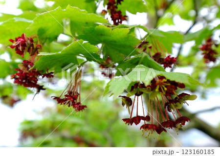 ウチワカエデの暗紅色花と新緑 【相模原市津久井 4月】 ウチワカエデの暗紅色花と新緑 【相模原市津久井 4月】 123160185