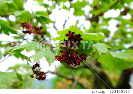 ウチワカエデの暗紅色花と新緑 【相模原市津久井 4月】 ウチワカエデの暗紅色花と新緑 【相模原市津久井 4月】 123160186