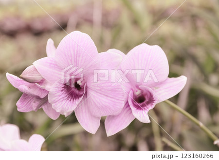 Pink Dendrobium orchid flower 123160266