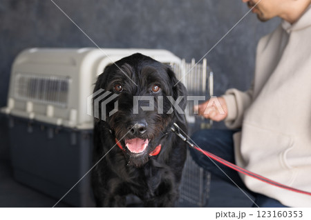 クレート訓練をする大型犬　カメラ目線でかわいい 123160353