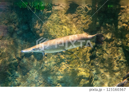 池を泳ぐアリゲーターガー 池を泳ぐアリゲーターガー 123160367