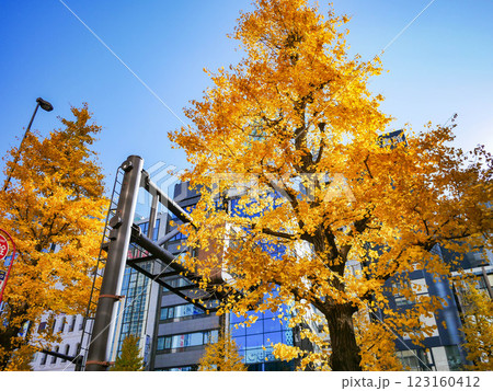 西新宿のイチョウ並木 123160412