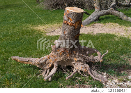 The stump of an old tree that had to be cut down. 123160424