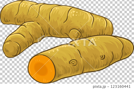 Turmeric  Root Colored Detailed Illustration. 123160441