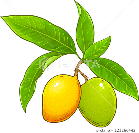 Mango Branch with Fruits and Leaves Colored Detailed Illustration. Organic natural nutritional healthy food ingredient, vegetarian diet product Mango Branch with Fruits and Leaves Colored Detailed Illustration. Organic natural nutritional healthy food ingredient, vegetarian diet product 123160442
