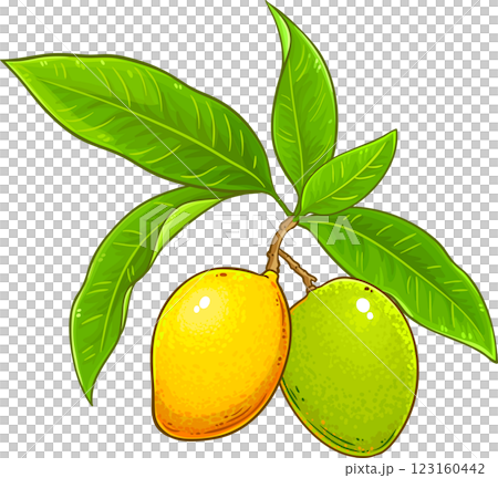 Mango Branch with Fruits and Leaves Colored Detailed Illustration. Organic natural nutritional healthy food ingredient, vegetarian diet product 123160442