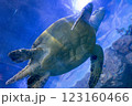 優雅に水中を泳ぐウミガメ 123160466