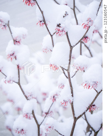 雪の積もったマンサクの花 雪の積もったマンサクの花 123160547