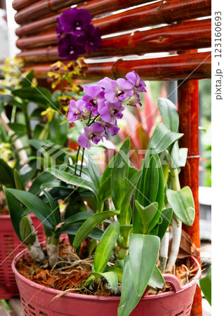 Magenta orchids flourish among greenery, showcasing their beauty in a tropical garden in Thailand. 123160693
