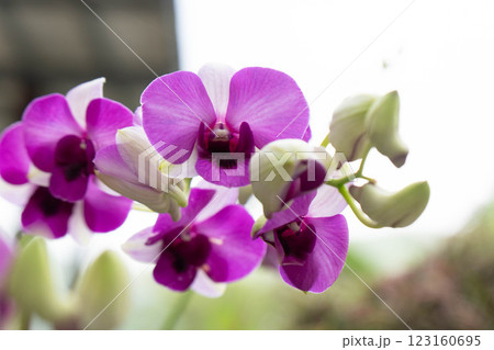 Fuchsia orchids are displayed in full bloom, showcasing delicate petals in Thailand's atmosphere. Fuchsia orchids are displayed in full bloom, showcasing delicate petals in Thailand's atmosphere. 123160695