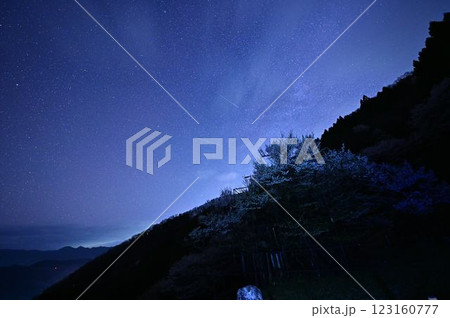 天の川と樽見の大ザクラ 123160777