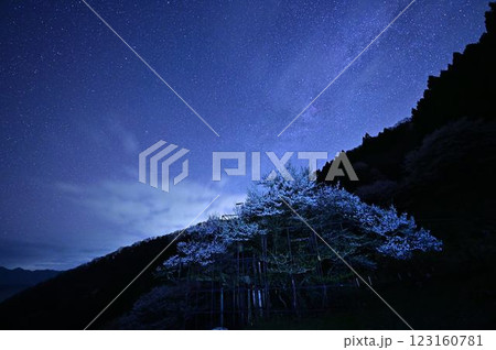 天の川と樽見の大ザクラ 123160781