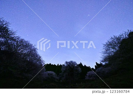 星空と樽見の大ザクラ 123160784