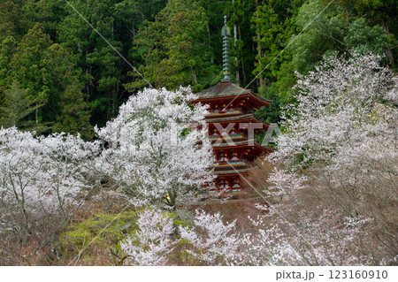 奈良 長谷寺の桜 奈良 長谷寺の桜 123160910