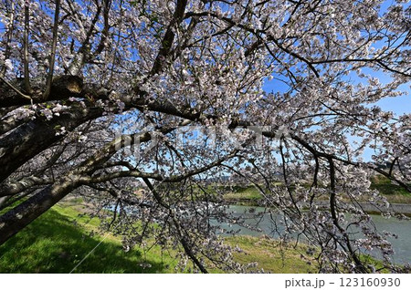 春の丹波篠山 123160930