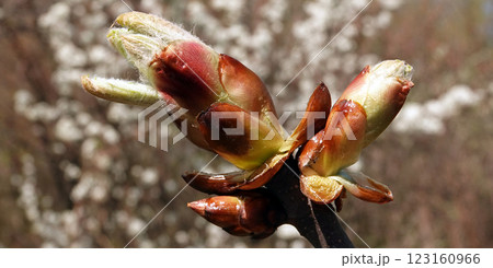 In spring, chestnut leaves bloom from the buds. In spring, chestnut leaves bloom from the buds. 123160966