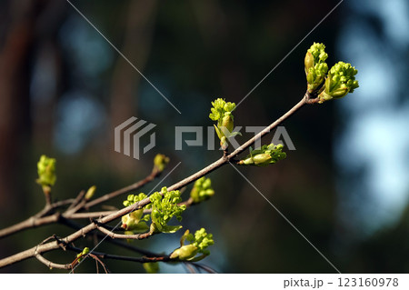 In spring, flowers on fruit trees bloom from the buds. In spring, flowers on fruit trees bloom from the buds. 123160978