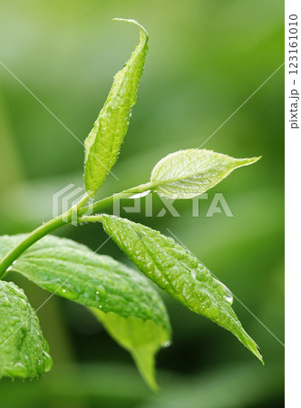 Wet green leaves after rain Wet green leaves after rain 123161010