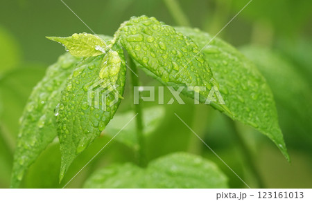 Wet green leaves after rain Wet green leaves after rain 123161013