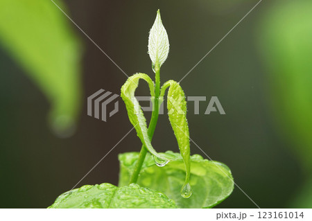 Wet green leaves after rain 123161014