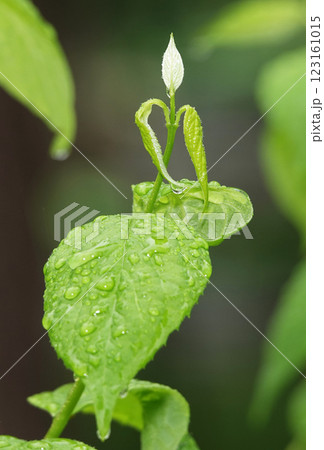 Wet green leaves after rain 123161015