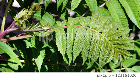 Plant with green and red leaves 123161020