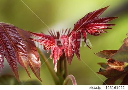 Plant with green and red leaves Plant with green and red leaves 123161021