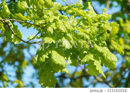 In spring, leaves on oak branches glow in the sun. 123161028