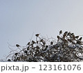 木に止まったすずめの群れ右下 123161076
