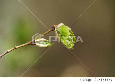In spring, trees awaken, buds open, leaves appear In spring, trees awaken, buds open, leaves appear 123161175