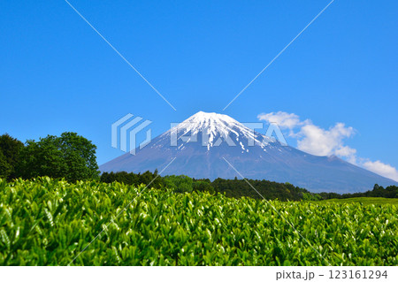 初夏 大淵笹場 初夏 大淵笹場 123161294