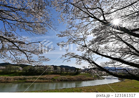 春の丹波篠山 春の丹波篠山 123161317