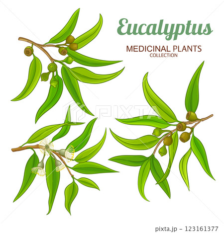 Eucalyptus Branch Colored Detailed Illustration 123161377