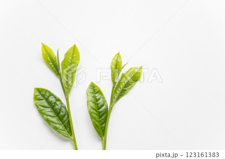 新茶の摘み方一芯三葉 123161383