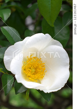 ナニワイバラ ナニワイバラ 123161467